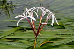 Crinum malabaricum